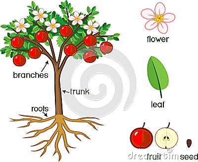 Parts of plant. Morphology of apple tree with fruits, flowers, green leaves, root system Vector Illustration